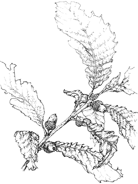 薬草に親しむ